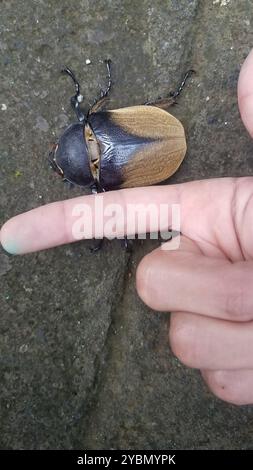 Elefantenkäfer (Megasoma elephas) Insecta Stockfoto