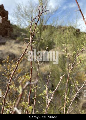 Weißhornakazie (Vachellia constricta) Plantae Stockfoto