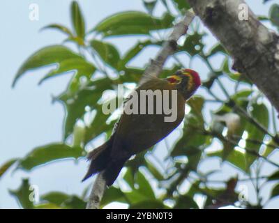 Weißspecht (Piculus aurulentus) Aves Stockfoto