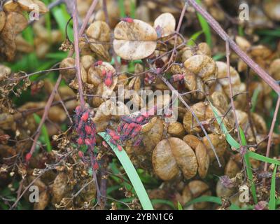 (Leptocoris vicinus) Insecta Stockfoto