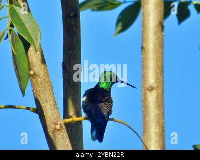 Blaubelüfteter Kolibri (Saucerottia hoffmanni) Aves Stockfoto