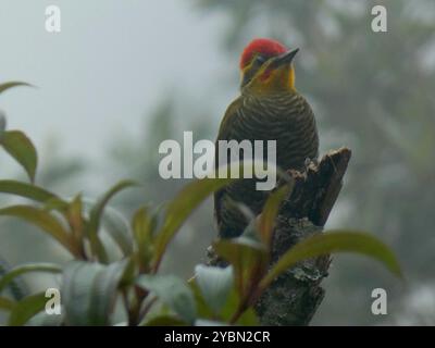 Weißspecht (Piculus aurulentus) Aves Stockfoto