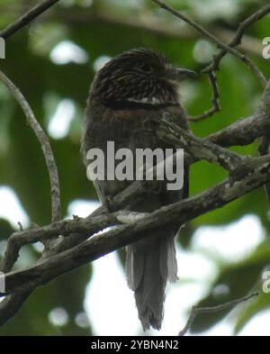 Crescent-Chested Puffbird (Malacoptila striata) Aves Stockfoto