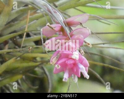 Upright airplant (Tillandsia stricta) Plantae Stockfoto