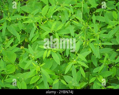 Grassleaf Spurge (Euphorbia graminea) Plantae Stockfoto