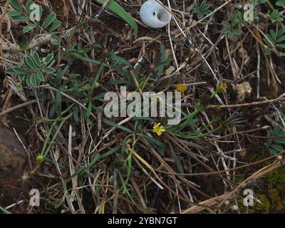 Einheimische Schusterstifte (Glossocardia bidens) Plantae Stockfoto