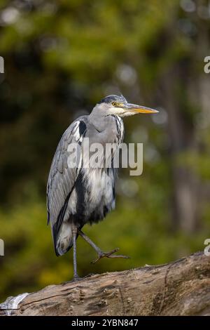 Ein Graureiher (Ardea cinerea) steht auf einem Baumstamm Stockfoto