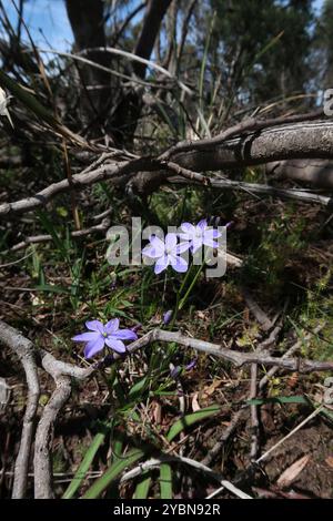 Blaue Sterne (Chamaescilla corymbosa) Plantae Stockfoto