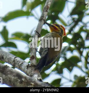 Weißspecht (Piculus aurulentus) Aves Stockfoto