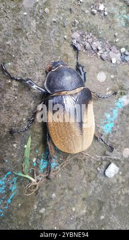 Elefantenkäfer (Megasoma elephas) Insecta Stockfoto