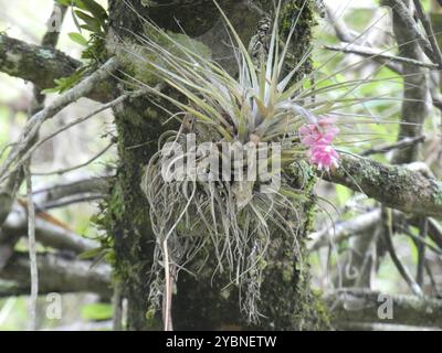 Upright airplant (Tillandsia stricta) Plantae Stockfoto