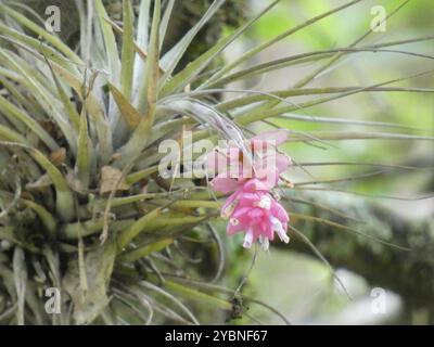 Upright airplant (Tillandsia stricta) Plantae Stockfoto