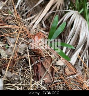 Coontie (Zamia integrifolia) Plantae Stockfoto