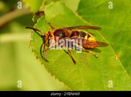 Lübeck, Deutschland. Oktober 2024. Auf einem Blatt befindet sich eine Hornisse (Vespa crabro), auch bekannt als die Europäische Hornisse. Hornissen gehören zur Familie der Wespen und ernähren sich hauptsächlich von anderen Insekten. Ihre Gefährlichkeit und die Giftigkeit ihrer Stiche sind seit langem stark übertrieben. Kredit: Wolfram Steinberg/dpa Kredit: Wolfram Steinberg/dpa/Alamy Live News Stockfoto