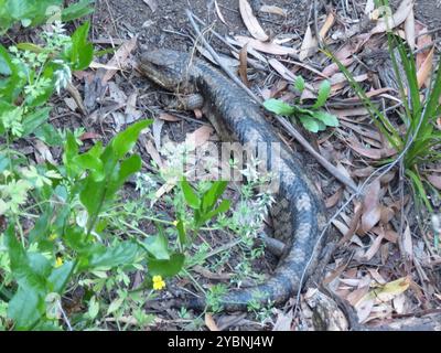 Geblockte Blauzungenkrankheit (Tiliqua nigrolutea) Reptilia Stockfoto