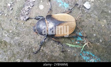 Elefantenkäfer (Megasoma elephas) Insecta Stockfoto