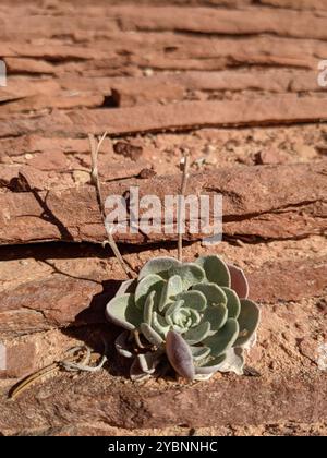 Blasenschoten (Physaria) Plantae Stockfoto