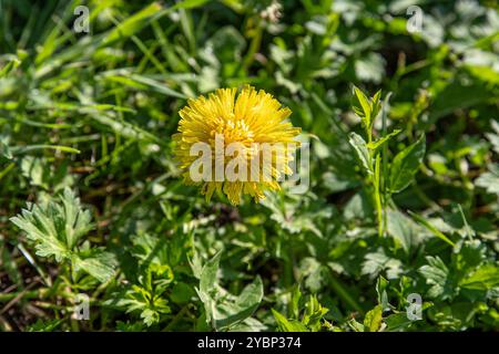 Große Pflanze auf einer gelben Löwenzahnblüte auf einem Rasen in einem Garten oder einer Wiese Stockfoto