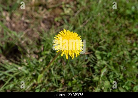 Große Pflanze auf einer gelben Löwenzahnblüte auf einem Rasen in einem Garten oder einer Wiese Stockfoto
