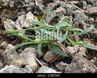 Einheimische Schusterstifte (Glossocardia bidens) Plantae Stockfoto