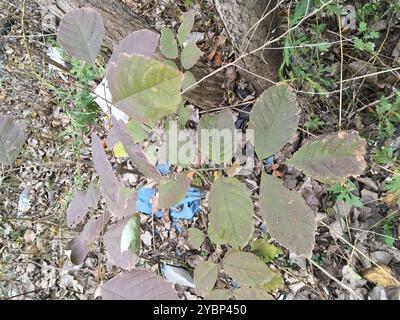 Grünasche (Fraxinus pennsylvanica) Plantae Stockfoto