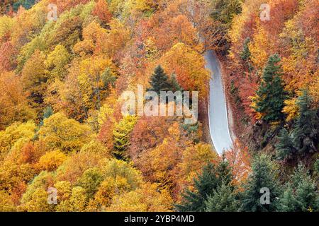 Wunderschöne Herbstlandschaft mit Bäumen gesäumt mit Herbstfarben in Serra da Estrela in Portugal. Stockfoto