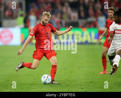 München, Deutschland, 19. Oktober 2024: Fussball, Herren, Bundesliga, Saison 2024/2025, FC Bayern München - VFB Stuttgart, Allianz Arena Konrad Laimer (FC Bayern München) spielt einen Ball DFB, DFL-Vorschriften verbieten jede Verwendung von Fotografien als Bildsequenzen und/oder Quasi-Video Stockfoto