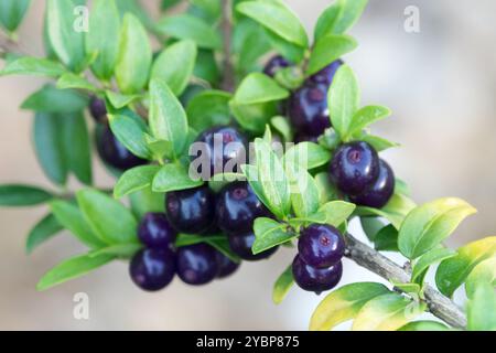 Japanische Stechpalme ilex crenata convexa Boxleaf Stechpalme Kastenblättrige Stockfoto