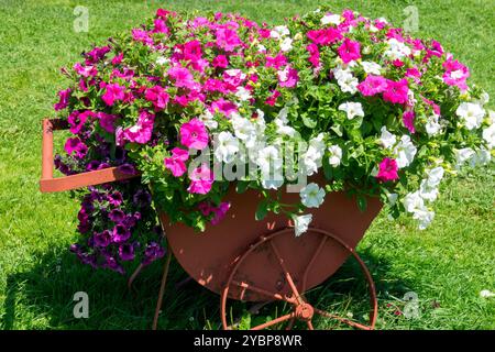 Bunte Blumen im Container, Petunias Surfinias Million Glocken Stockfoto