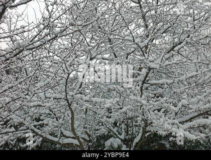 Ein Krabbenapfelbaum, bedeckt mit einer Schneedecke, im Winter in Trevor, Wisconsin, USA Stockfoto