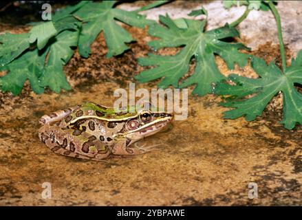 Südlicher Leopardenfrosch oder Stierkrösch, Rana Sphenocephala sitzt im flachen Wasser in einem schattigen Gartenpool, Missouri, USA Stockfoto