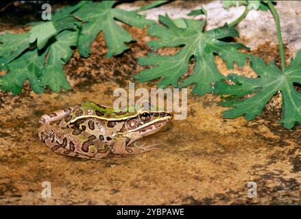 Südlicher Leopardenfrosch, Rana Sphenocephala im Wasser, Missouri Stockfoto