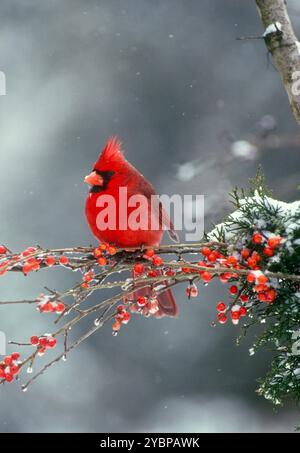 Ein hellroter männlicher Nordkardinalvogel sitzt auf einem stechpalmen-Zweig im Schnee im Winter, USA Stockfoto