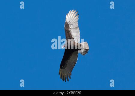 Ein atemberaubender Geier schwebt anmutig durch die Luft vor einem hellen und leuchtend blauen Himmel Stockfoto