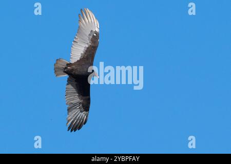 Ein atemberaubendes Bild fängt einen exquisiten Raubvogel ein, der anmutig über den weitläufigen blauen Himmel schwingt Stockfoto