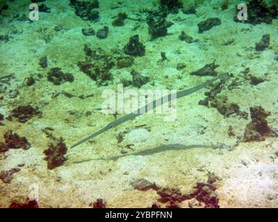 Blautopfkornetfisch (Fistularia commersonii) Actinopterygii Stockfoto