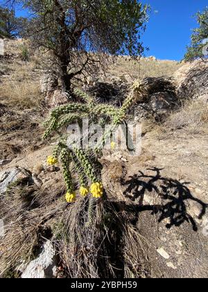 Walkingstockkaktus (Cylindropuntia imbricata spinosior) Plantae Stockfoto