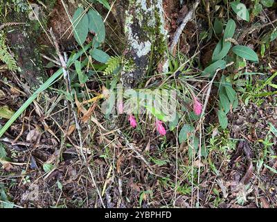 Upright airplant (Tillandsia stricta) Plantae Stockfoto