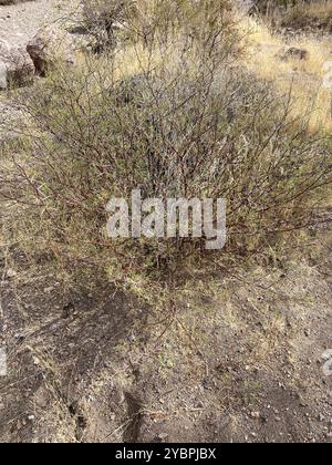 Weißhornakazie (Vachellia constricta) Plantae Stockfoto