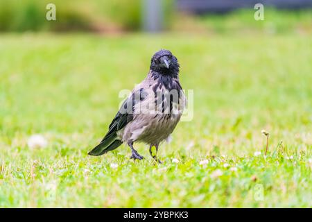 Die Krähe mit Kapuze, corvus cornix, auch Kapuzenpullover genannt, steht im Herbst- oder Frühlingswald auf dem Rasen Stockfoto