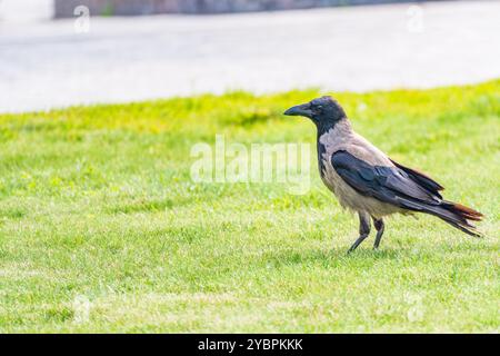 Die Krähe mit Kapuze, corvus cornix, auch Kapuzenpullover genannt, steht im Herbst- oder Frühlingswald auf dem Rasen Stockfoto