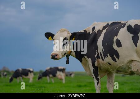 Holstein Kuhherde. Kuhherde weidet auf dem Bauernhof. Milchkuhherde auf der Wiese. Kuhzucht. Schwarz-weiße Kühe auf grüner Wiese. Stockfoto