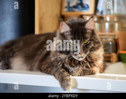 Eine ruhige graue Katze liegt bequem auf einer Arbeitsplatte, ihr Fell fängt das warme Licht ein. Die gemütliche Inneneinrichtung ist mit Holzelementen und rustikalem Dekor ausgestattet Stockfoto