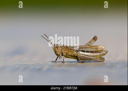 Nahaufnahme des Porträts von Heuschrecke, Grille oder Heuschrecken. Isoliert auf unscharfem Hintergrund. Die Natur der Tschechischen republik. Stockfoto