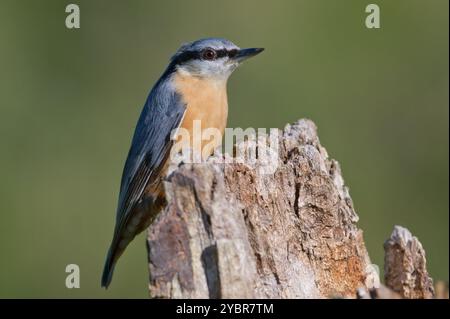 Gewöhnlicher Vogel Sitta europaea alias eurasischer Nackthaken auf sonnigem Platz. Nahaufnahme Porträt. Isoliert auf unscharfem Hintergrund. Frühherbst. Stockfoto