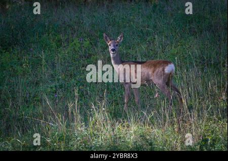 Capreolus capreolus europäisches Reh Weibchen im Gras auf dem Feld. Stockfoto