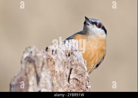 Sitta europaea alias eurasischer Nacktbarsch versteckt hinter dem Baum. Lustiges Tierfoto. Stockfoto