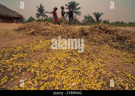 République Démocratique du Congo, Tshikenda, 24.08.2023. Après le Battage, les haricots se retrouvent mélangés à leurs Enveloppes par Terre, illustran Stockfoto