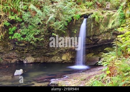 Umgeben von üppig grünen Regenwäldern, bieten die Stocking Creek Falls auf Vancouver Island im Spätsommer einen malerischen Wasserfluss. Stockfoto