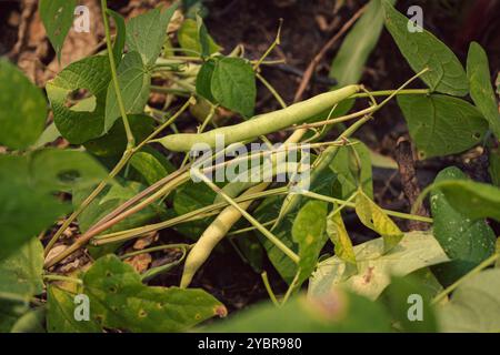 République Démocratique du Congo, Tshikenda, 24.08.2023. Plan rapproché des plantes de haricots, Montrant les feuilles et les gousses en développement Stockfoto